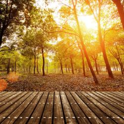 森林阳光木板秋天的森林背景高清图片