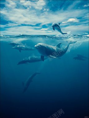唯美意境海豚海洋背景
