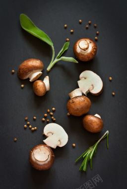 蘑菇嫩芽静物摄影摄影图片