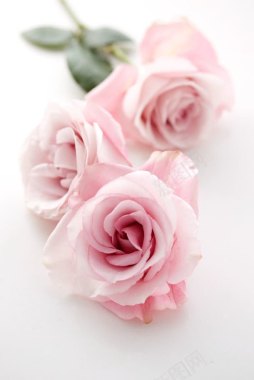 制作简历模板粉色玫瑰唯美浪漫制作背景
