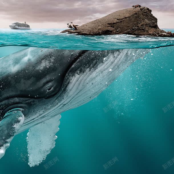 深海孤岛大鲸鱼雄起jpg设计背景_新图网 https://ixintu.com 孤岛 深海 鲸鱼