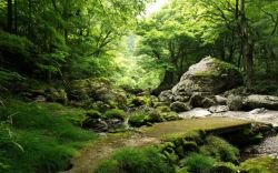 草坪阳光绿色森林中的山山水水高清图片