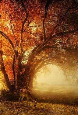 橙色光线光源深林背景