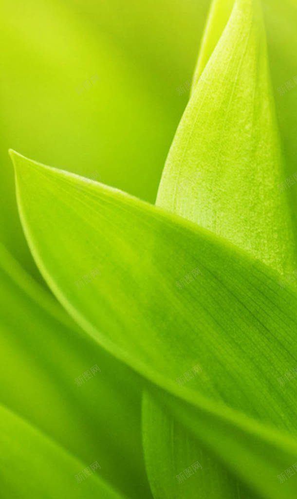 绿色植物绿色背景jpg设计背景_新图网 https://ixintu.com 绿色 绿色植物 背景
