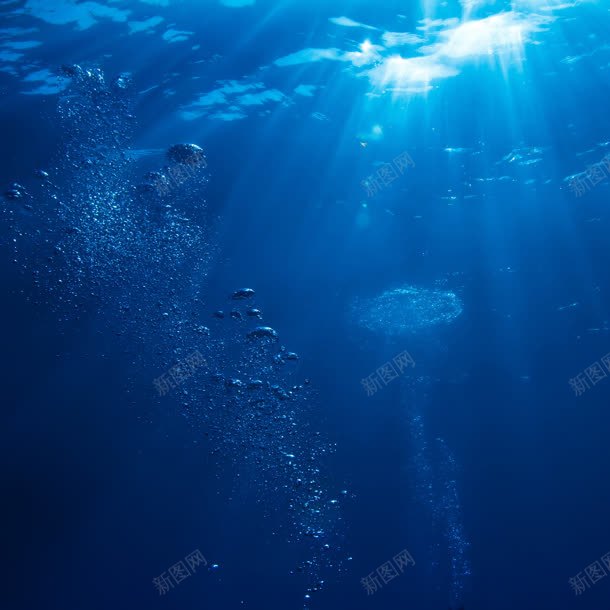 海底世界水下摄影jpg_新图网 https://ixintu.com 世界 摄影 水下 海底 素材