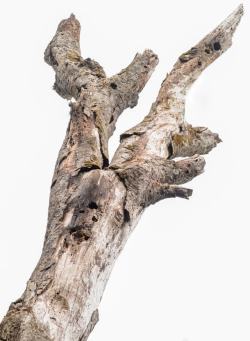 虫蛀白色平面枯木杨树高清图片