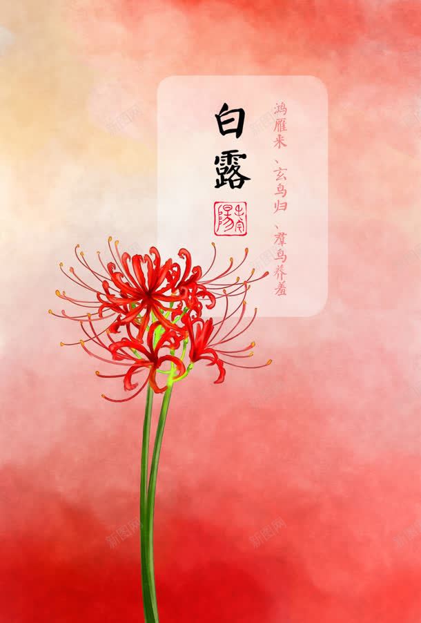 红色花朵节气白露jpg设计背景_新图网 https://ixintu.com 白露 红色 节气 花朵
