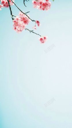 粉色梅花大屏背景背景