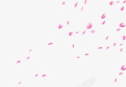 樱花海报素材飘落的花瓣高清图片