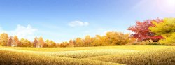 黄色稻谷秋季风景海报高清图片