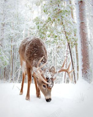 冬季树林麋鹿大雪圣诞节海报背景背景