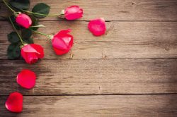 玫瑰花庆典名片木板上的玫瑰花高清图片