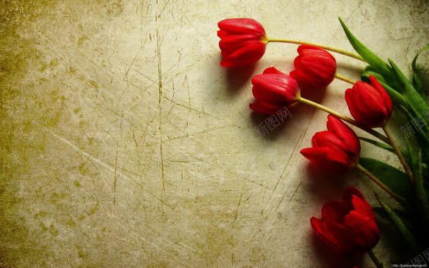 鲜花朵朵红色玫瑰jpg设计背景_新图网 https://ixintu.com 朵朵 玫瑰 红色 鲜花