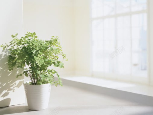 矢量窗台白色窗台绿色花盆海报背景背景