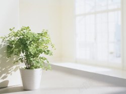 窗台花盆白色窗台绿色花盆海报背景高清图片