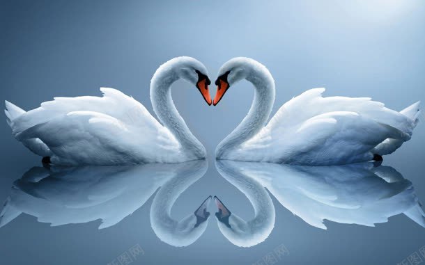 两只天鹅汇成一个心jpg设计背景_新图网 https://ixintu.com 一个爱心 一对 天鹅 情侣天鹅 汇成 温馨图案