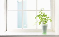 窗台植物小清新植物窗户高清图片