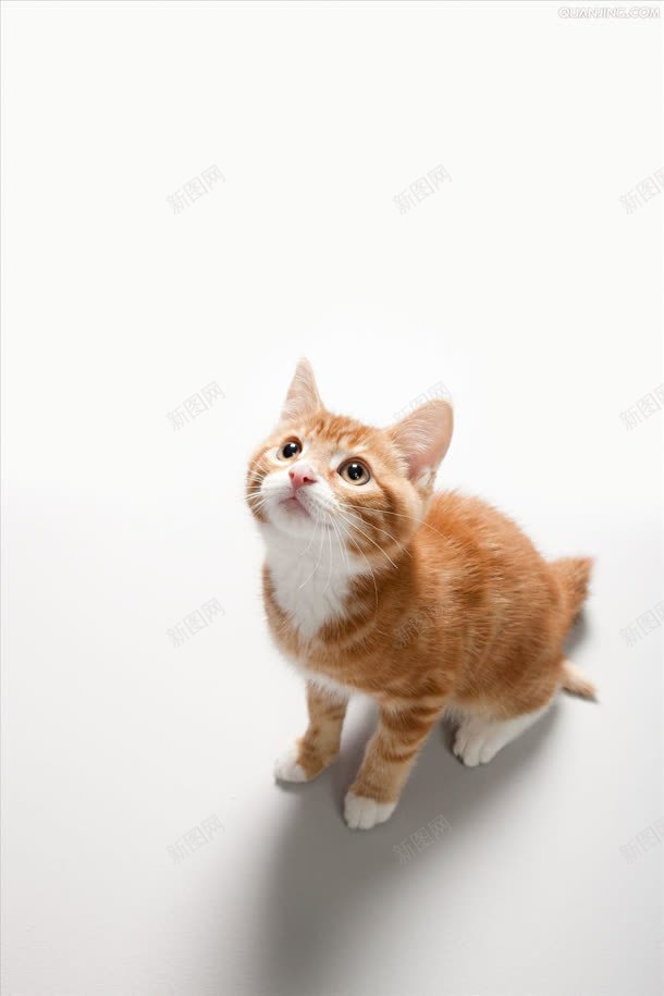 仰望的棕色可爱小猫背景图片免费下载 素材fjyjpjkuv 新图网