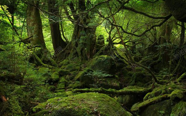 神秘绿色森林里的石头jpg设计背景_新图网 https://ixintu.com 森林 石头 神秘 绿色