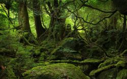 神秘森林神秘绿色森林里的石头高清图片