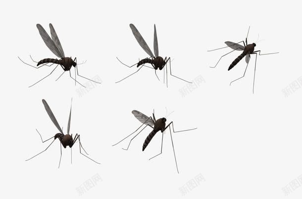 形态各异的蚊子png免抠素材_新图网 https://ixintu.com 不同形态 动物 卡通 蚊虫 蚊香广告素材 飞虫 黑色素材 黑色蚊子