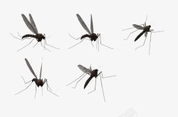 卡通飞虫形态各异的蚊子高清图片