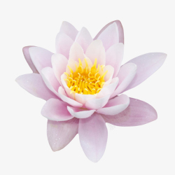 花开花粉白色纯洁的莲蓬开花的水芙蓉实高清图片
