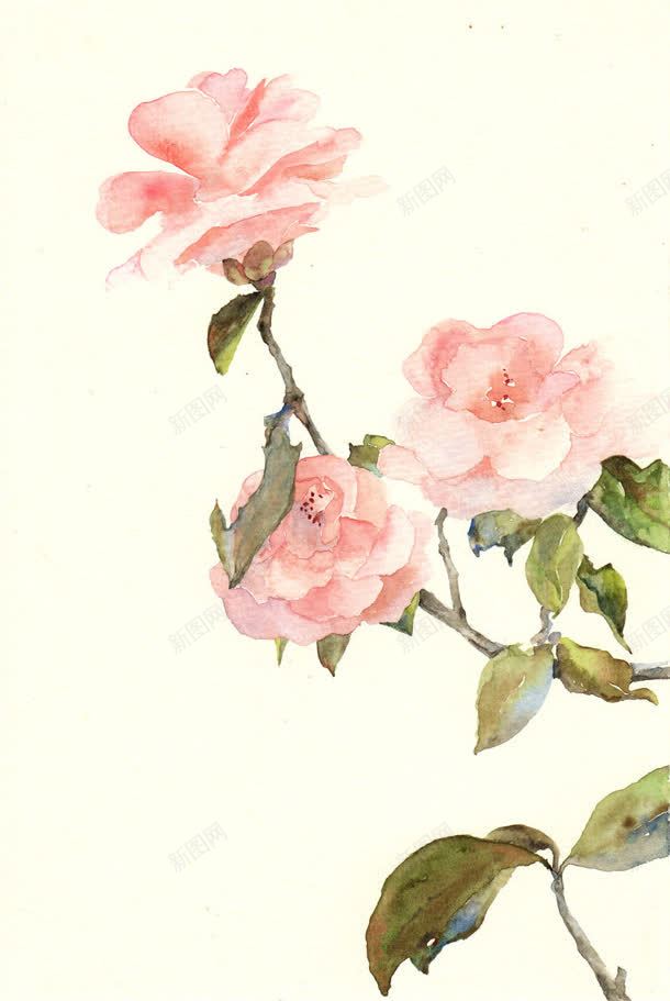 手绘玫瑰花粉色花朵jpg设计背景_新图网 https://ixintu.com 玫瑰花 粉色 花朵