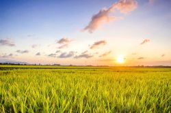 黄昏下的海黄昏下的水稻田野高清图片