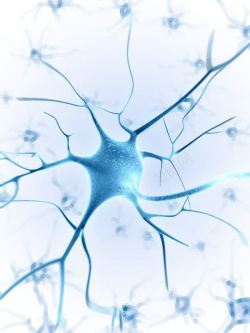 神经系统图片神经器官背景高清图片