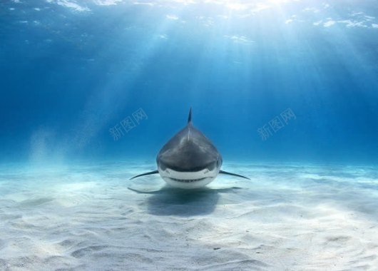 海洋里的动物大鲨鱼背景