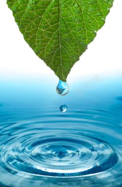 动态水滴绿叶水滴与波纹背景