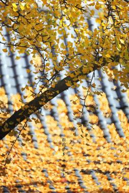 黄色银杏树叶秋天背景