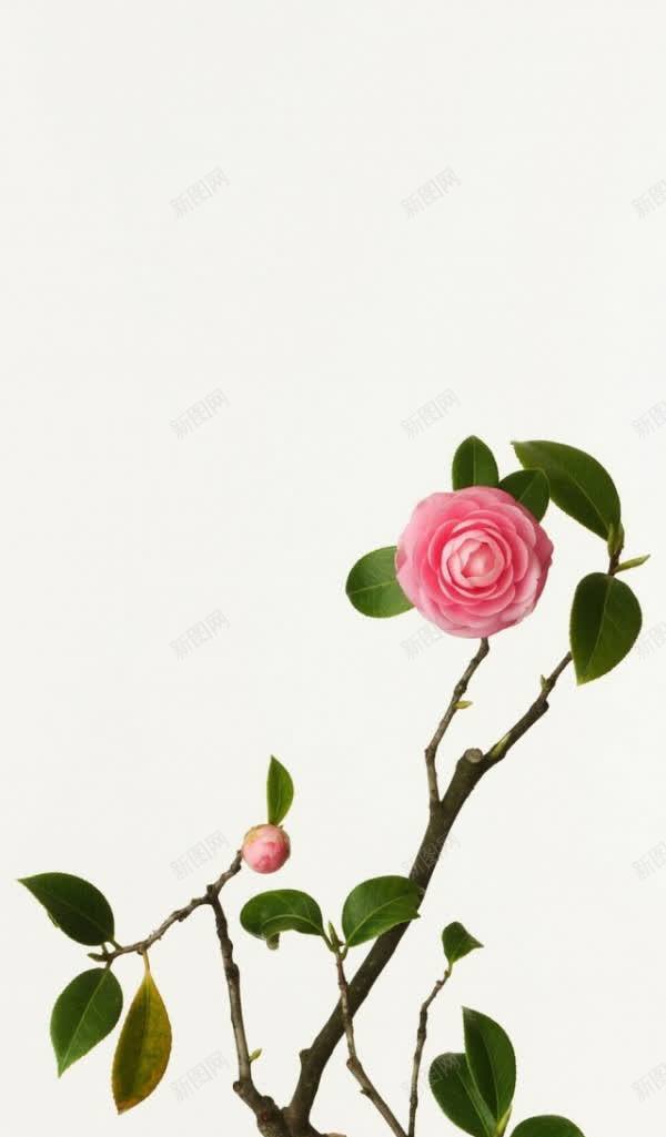 含苞待放的粉色花朵jpg设计背景_新图网 https://ixintu.com 含苞待放 粉色 花朵