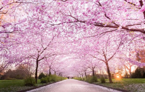 粉色桃花树林小路背景