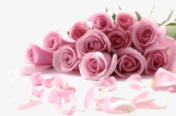 玫瑰粉粉色浪漫玫瑰花束高清图片