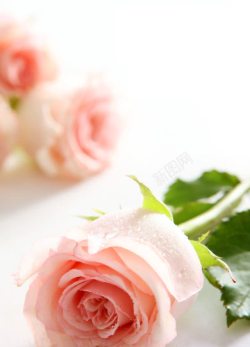 玫瑰花底纹背景玫瑰花摄影高清图片