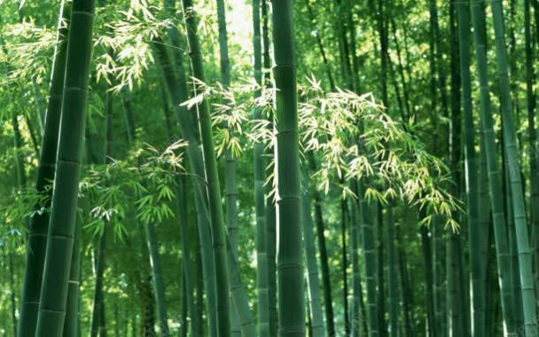 竹子翠绿清新竹林背景