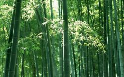 翠绿的竹子竹子翠绿清新竹林高清图片