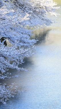 摄影图日本白色樱花摄影图片
