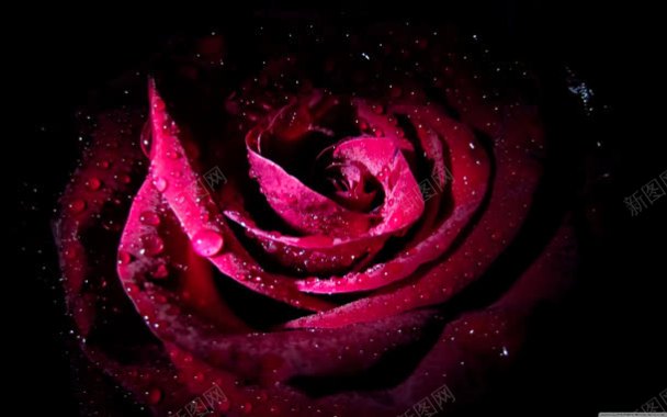 暗红色玫瑰水珠背景