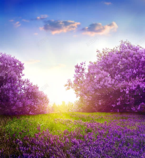 阳光下紫色花朵绿草地jpg设计背景_新图网 https://ixintu.com 紫色 花树 花朵 绿色草地 阳光 云朵 