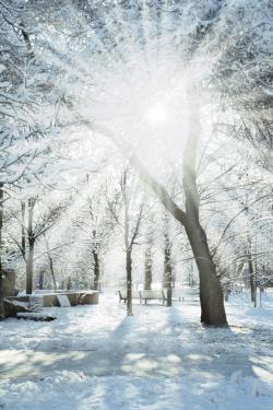 冬季大树冬天的公园高清图片