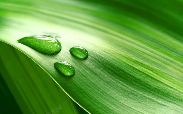 芦荟叶绿色清新水珠清澈jpg设计背景_新图网 https://ixintu.com 水珠 清新 清澈 绿色