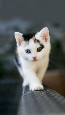 可爱动物吃饭大眼可爱猫咪姿势高清图片