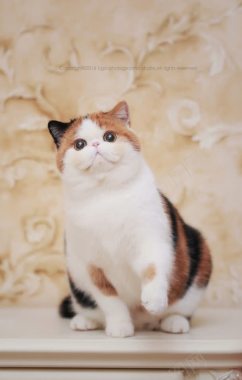 可爱肥胖的花猫背景