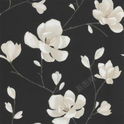 一束白色的花插画手绘黑色背景白色花插画高清图片