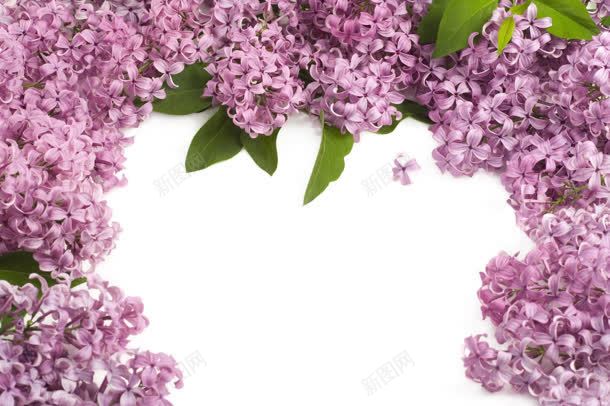紫色花朵绿叶优雅jpg设计背景_新图网 https://ixintu.com 优雅 紫色 绿叶 花朵