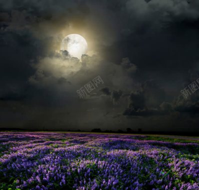 夜晚的花朵背景