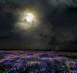 紫色天空夜晚的花朵高清图片